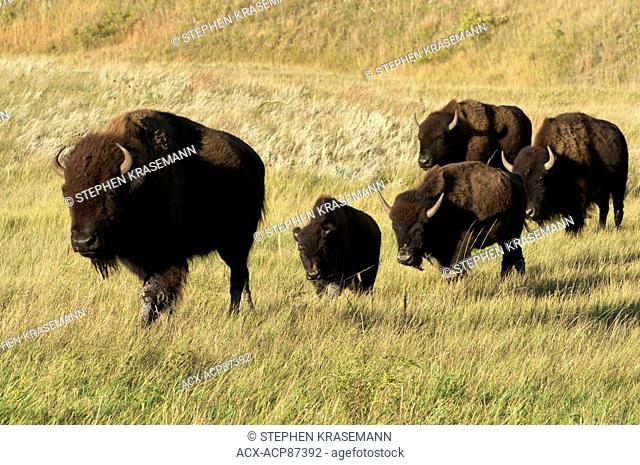 American Bison cows and calves walking across grasslands in Custer State Park, South Dakota, North America. (Bison bison)