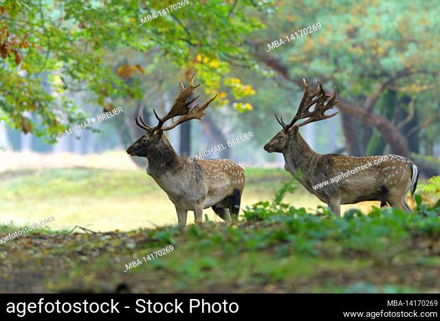 fallow deer in the forest, cervus dama, autumn, hesse, germany, europe