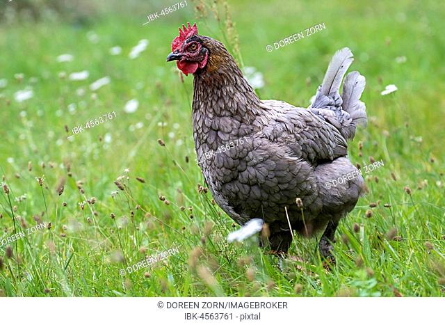 Domestic chicken, hen breed Marans