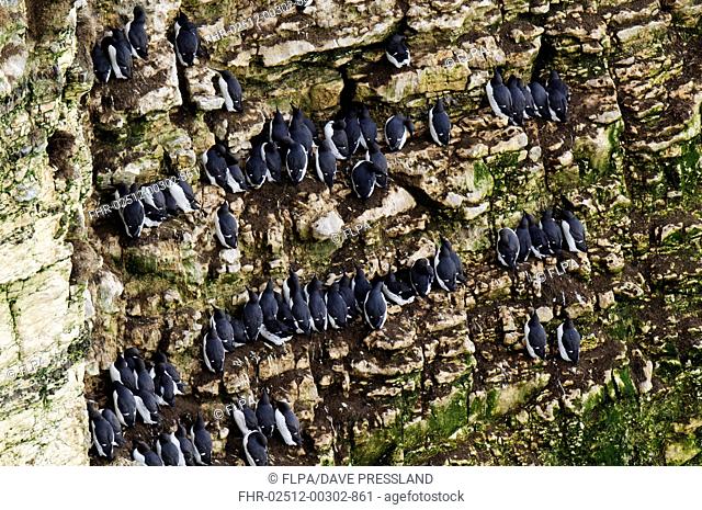 Common Guillemot (Uria aalge) adults, breeding plumage, flock roosting on cliff ledges, Bempton Cliffs RSPB Reserve, Bempton, East Yorkshire, England, February