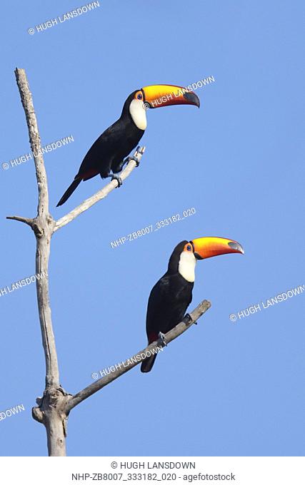 Toco Toucan (Ramphastos toco) Pair of adults in the Pantanal at Baia das Pedras, Brazil, South America