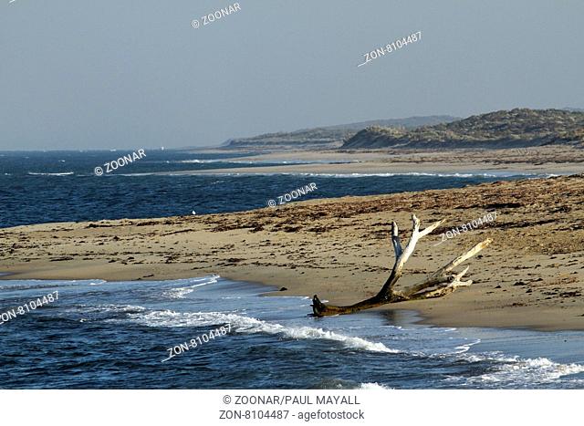 Driftwood Tree on Sandy Beach, Dongara Western Australia