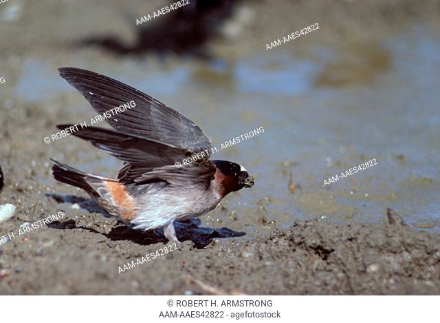 Cliff Swallow getting mud for nest in June - Alaska(Hirunda pyrrhonota)