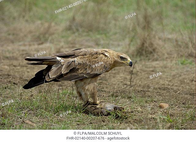 African Tawny Eagle Aquila rapax adult, feeding on carrion, Masai Mara, Kenya