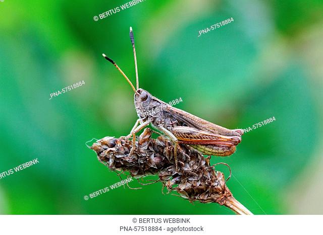 Rufous Grasshopper (Gomphocerippus rufus), Acrididae, Grasshoppers (Orthoptera), Insects (Insecta), Arthropods (Arthropoda), fauna - Slovenia, Europe