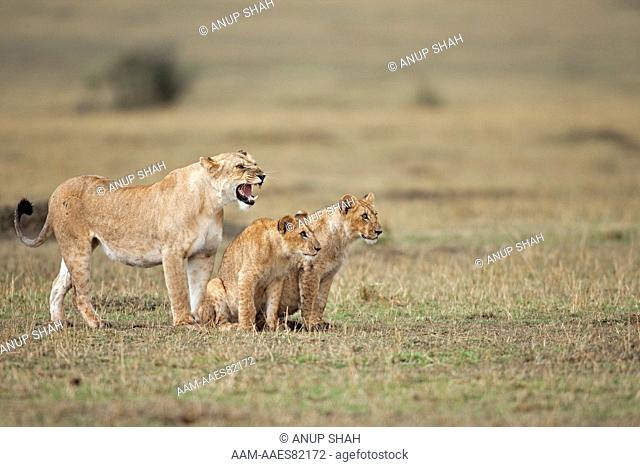Lioness and cubs aged 9 months warning off an approaching male (Panthera leo). Maasai Mara National Reserve, Kenya. September 2009