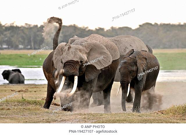 African elephant Loxodonta africana - Amboseli National Park, Kenya, Africa