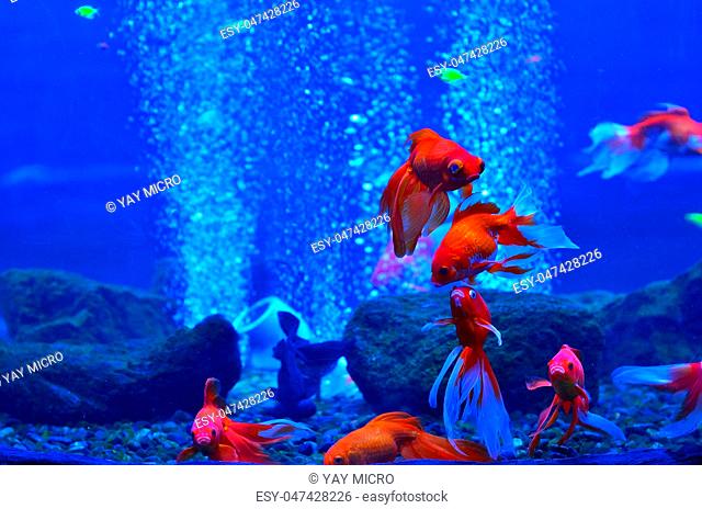 Red (golden) fish in a deep aquarium among stones and bubbles in pure blue water