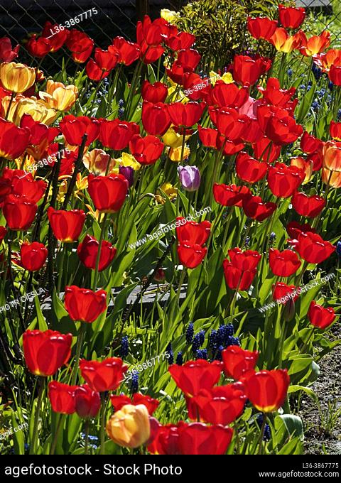 Poland. Red tulips