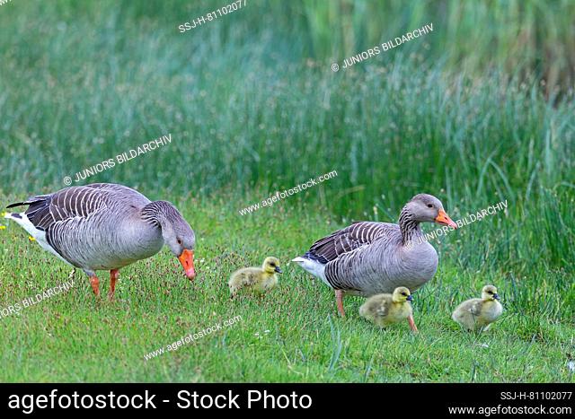 Graylag Goose, Greylag Goose, Grey Lag Goose (Anser anser). Parents with goslings foraging. Germany
