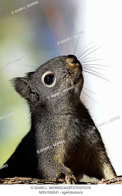 Gray Squirrel (Sciurus carolinensis)