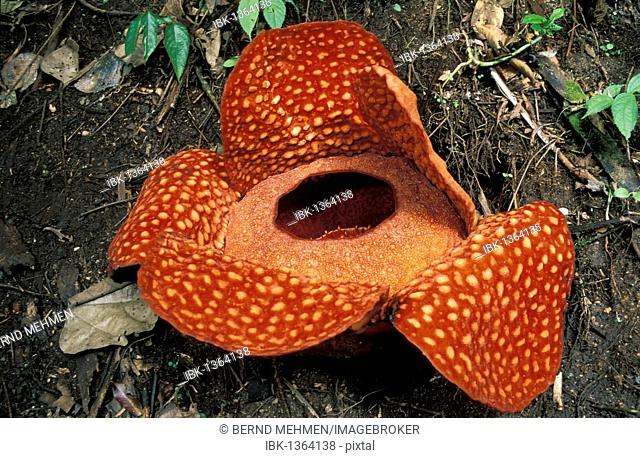 Rafflesia arnoldii, flowering, Province of Sumatra Barat, Sumatra, Indonesia, Southeast Asia