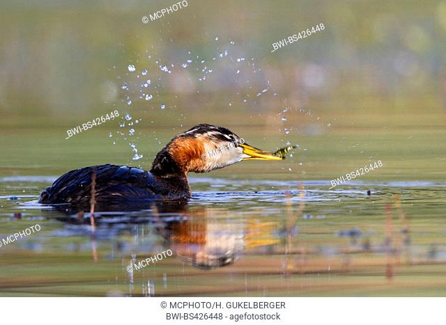 red-necked grebe (Podiceps grisegena), swimming young bird with captured stickleback in the bill, side view, Germany