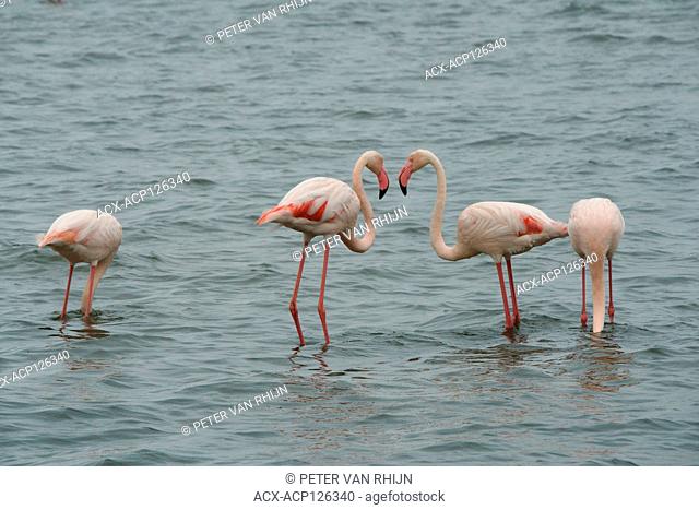 The Greater Flamingo (Phoenicopterus roseus) at Walvis Bay, western Namibia, Africa, This is the largest and most widespread member of the flamingo family