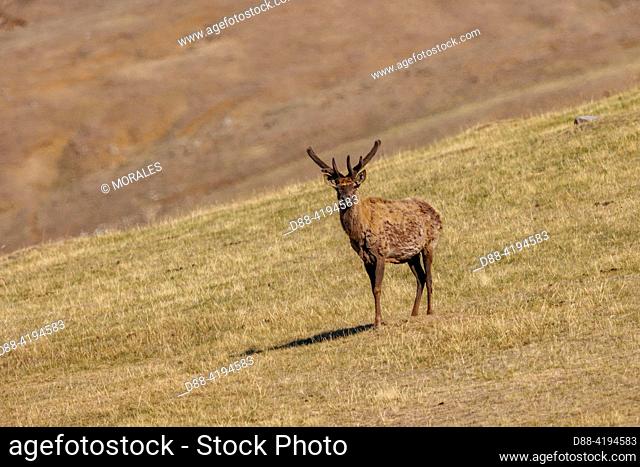 Asia, Mongolia, Hustai National Park, . Red deer (Cervus elaphus) in the mountain