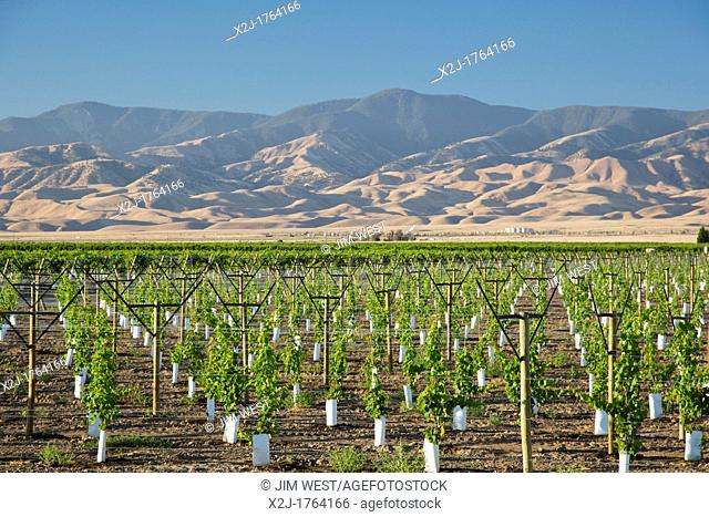 Maricopa, California - A newly-planted vineyard in the San Joaquin Valley