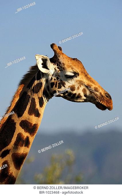 Portrait of a Rothschild Giraffe (Giraffa camelopardalis rothschildi), Lake Nakuru, national park, Kenya, East Africa