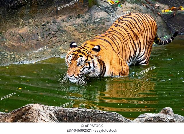 Tiger , wild dangerous animal in the natural habitat, in Thailand, Stock  Photo, Picture And Low Budget Royalty Free Image. Pic. ESY-046092521 |  agefotostock