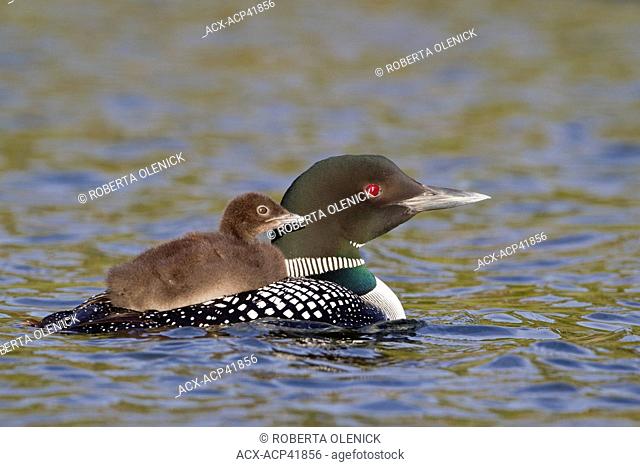 Common loon Gavia immer, adult with chick on back, Lac Le Jeune, British Columbia, Canada