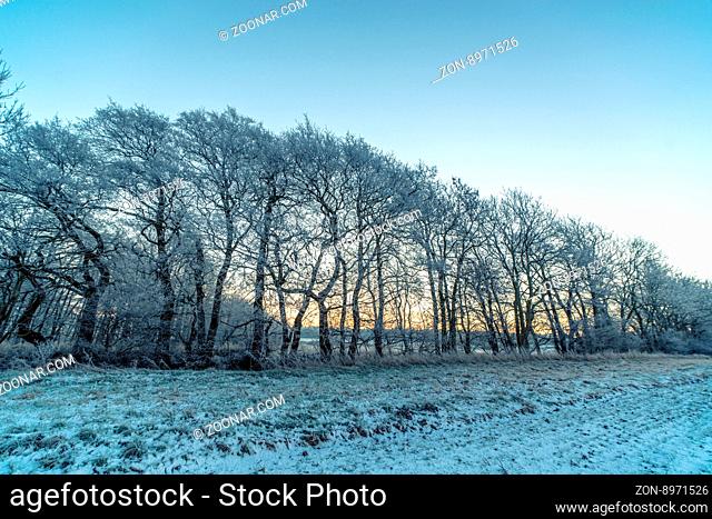Trees on a frosty morning in the winter