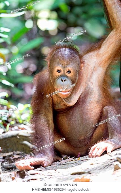 Malaysia, Sabah state, Sandakan, Sepilok Orang Utan Rehabilitation Center, Northeast Bornean orangutan (Pongo pygmaeus morio), young