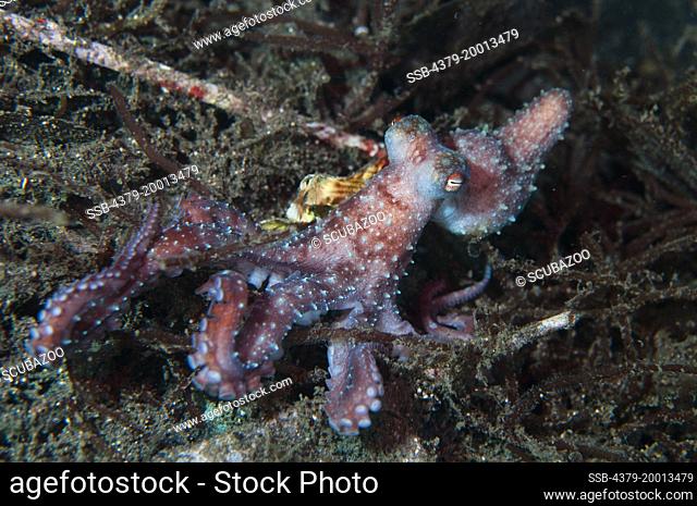 A Starry Night Octopus, Octopus luteus, on an algae seabed at night, Lembeh Strait, Sulawesi, Indonesia