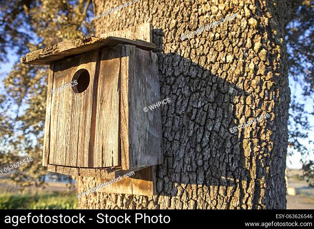 Old wooden nest box attached to holm oak trunk. Sunrise light