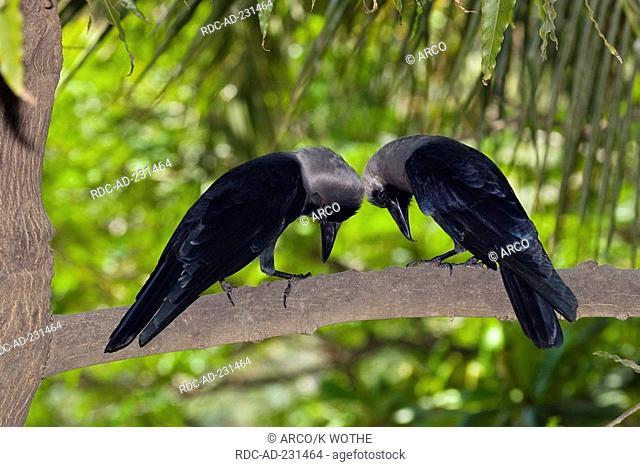 House Crows, pair, Chennai, India, Corvus splendens