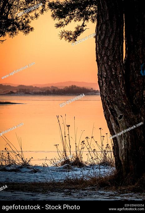Winter landscape in beautiful morning light, view of the ocean behind pine trees. Norway, Fredrikstad
