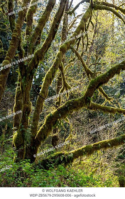 Tree overgrown with moss along the Lime Kiln Trail near Granite Falls, Washington State, USA