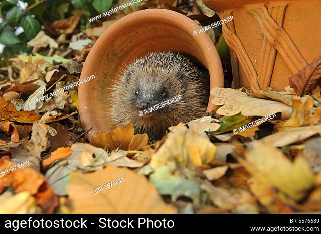 European Hedgehog (Erinaceus europaeus) adult, standing amongst fallen leaves, Norfolk, England, United Kingdom, Europe