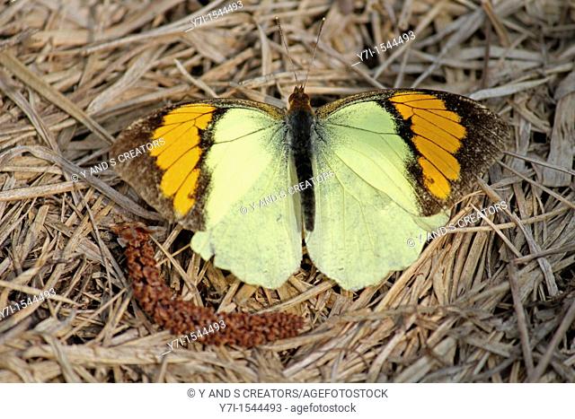 Insect, Butterfly, Yellow orenge Tip, Ixias Pyrene, India