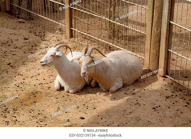 View of goats with white willow living in cage in natural park