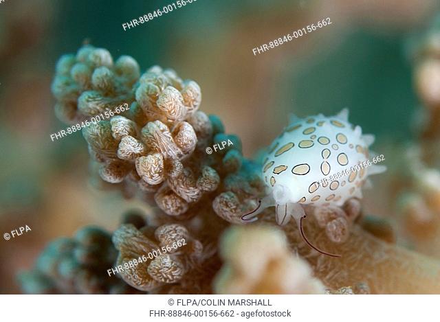 Margarita Egg Cowrie Shell (Diminovula margarita) on coral, Kareko Batu dive site, Lembeh Straits, Sulawesi, Indonesia