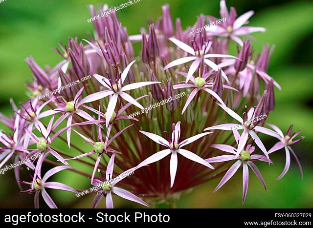 Violet star of Persia, Allium cristophii, flower head in close up with a blurred background of leaves