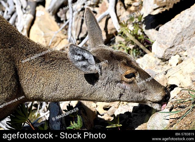 Female South Andean Deer (Hippocamelus bisulcus) licking on rocks, Aysen Region, Patagonia, Chile, South America