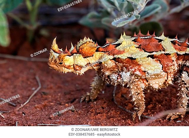 Close up of a Thorny Devil in the Australian outback, Northern Territory, Australia