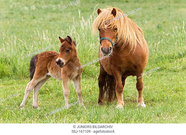 Shetland Pony Equus ferus caballus, mare with foal on a meadow