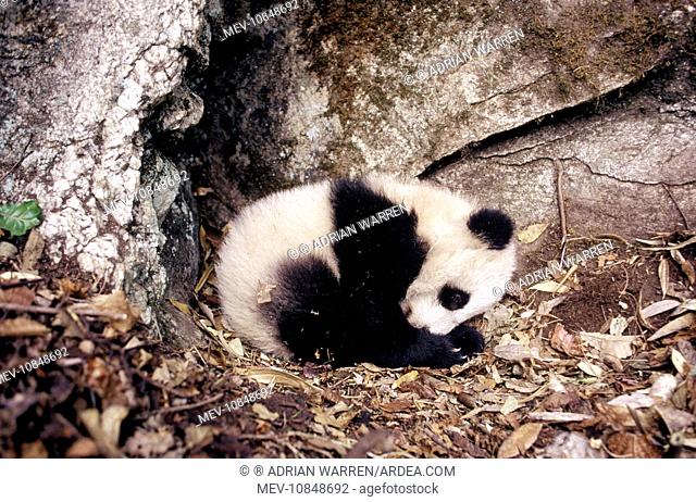 Giant Panda - Baby - 4 months (Ailuropoda melanoleuca). Qinling Mountains, Shaanxi, China