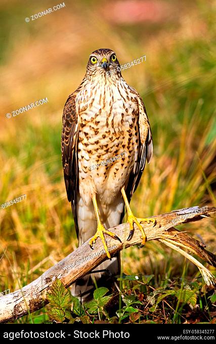 Alert eurasian sparrowhawk, accipiter nisus, facing camera in summer. Attentive wild animal watching on meadow in vertical composition