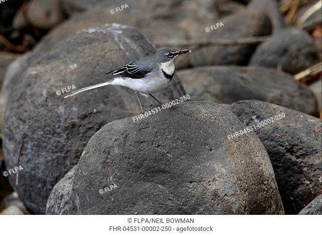 Mountain Wagtail Motacilla clara adult, standing on rock, with food in beak, Ethiopia, april