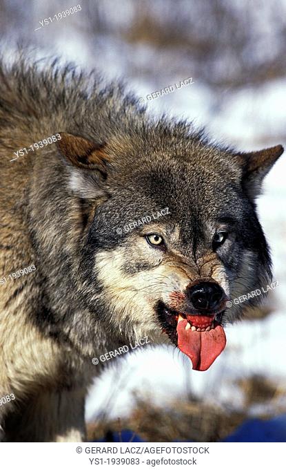 North American Grey Wolf, canis lupus occidentalis, Adult in Defensive Posture, Canada