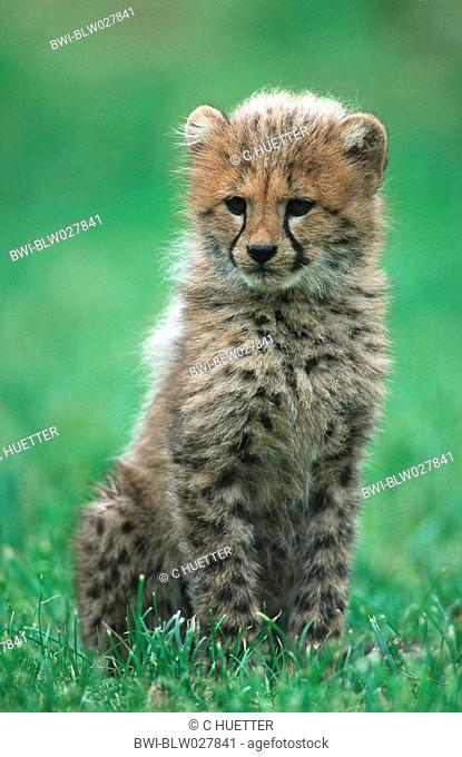 cheetah Acinonyx jubatus, 3 months old cub, sitting