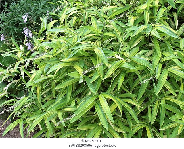 Pleioblastus viridistriatus (Pleioblastus viridistriatus), foliage