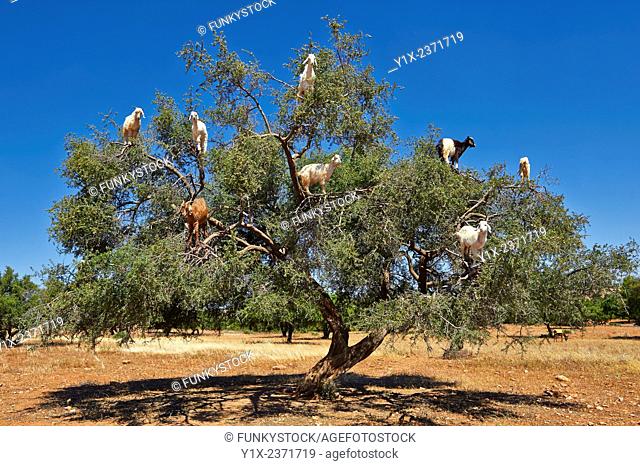 Goats feeding on Argan nuts in an Argon tree. Near Essouira, , Morocco