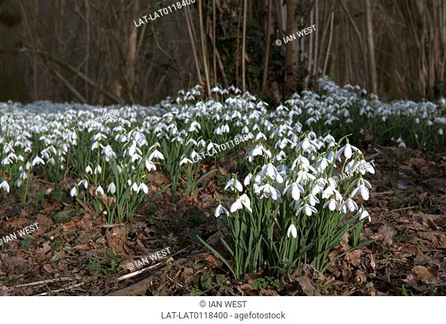 Snowdrops, Galanthus nivalis, usually flower in late winter or early spring. They often colonise and spread over the woodland floor