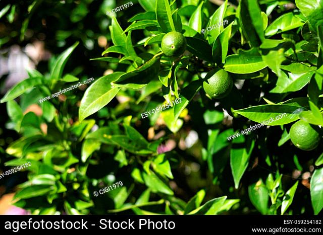 Lush lemon tree with glossy leaves and growing lemons in shades of green