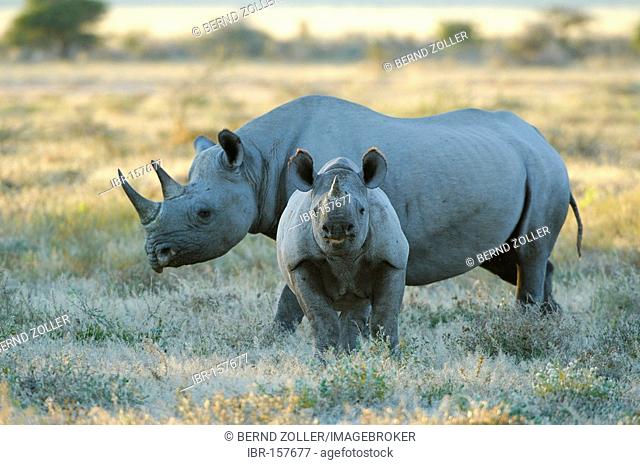 Black Rhinoceros (Diceros bicornis) with young