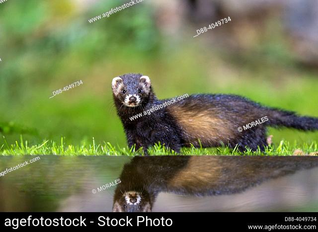 France, Brittany, Ille et Vilaine), European polecat (Mustela putorius), drinking from a pond, water level digitaly modified