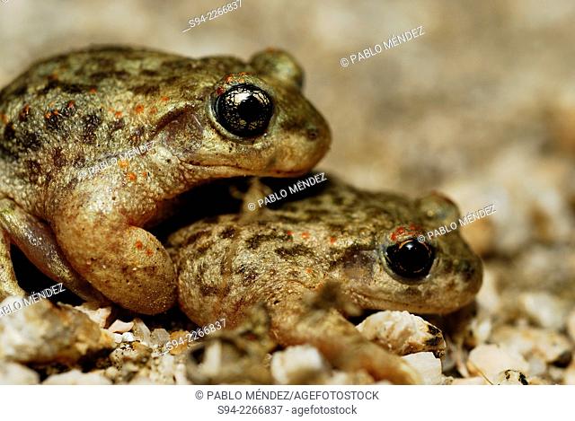 Iberian midwife toads (Alytes cisternasii) near of a pond in Valdemanco, Madrid, Spain